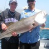 Freelance Sportfishing & Ocean Tours